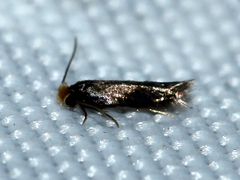 Nepticulidae