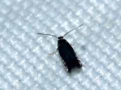 Nepticulidae