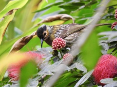 Xanthotis macleayanus