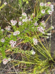 Phylica purpurea