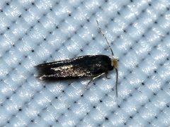 Nepticulidae