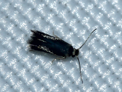 Nepticulidae