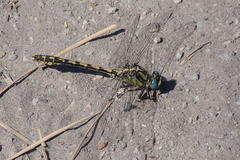 Ophiogomphus morrisoni