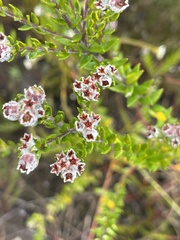 Phylica purpurea