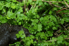 Ranunculus sessiliflorus
