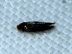 Nepticulidae