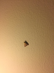 Pyrausta sanguinalis