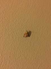 Pyrausta sanguinalis