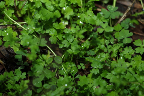 Image of Ranunculus sessiliflorus by (c) Greg Tasney, some rights reserved (CC BY-SA)