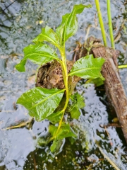 Potamogeton lucens