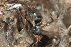Herina lacustris