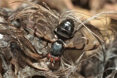 Herina lacustris
