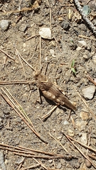 Oedipoda caerulescens