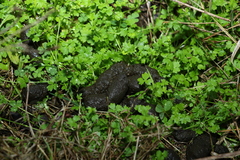 Ranunculus sessiliflorus