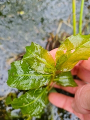 Potamogeton lucens
