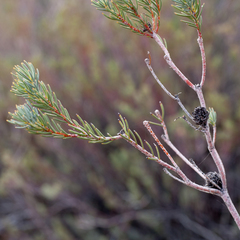 Leucadendron brunioides brunioides