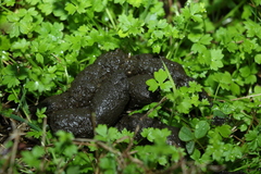 Ranunculus sessiliflorus