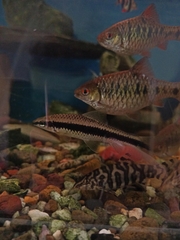 Crossocheilus oblongus