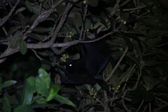 Pteropus alecto