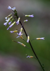 Boechera stricta