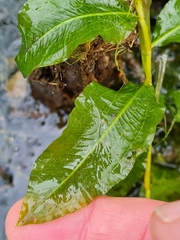 Potamogeton lucens