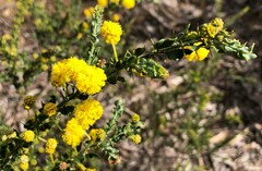 Acacia paradoxa