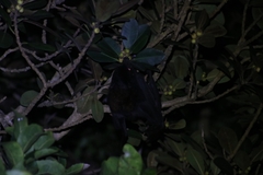 Pteropus alecto