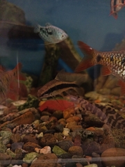 Crossocheilus oblongus