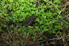 Ranunculus sessiliflorus