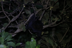 Pteropus alecto