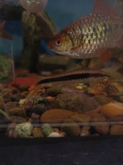 Crossocheilus oblongus