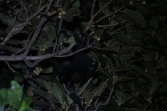 Pteropus alecto