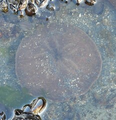 Echinarachnius parma