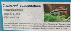 Crossocheilus oblongus