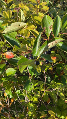 Aronia melanocarpa