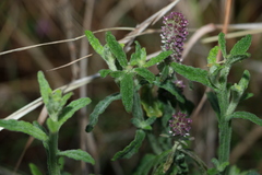 Pterocaulon redolens
