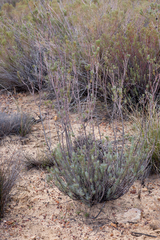 Leucadendron brunioides brunioides