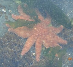 Pycnopodia helianthoides