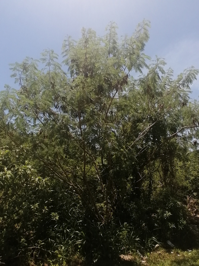 Tepeguaje dormilón desde 77730 Q.R., México el 08 de agosto de 2022 a ...