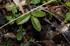 Glycine cyrtoloba