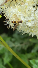 Meliscaeva cinctella