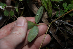 Glycine cyrtoloba