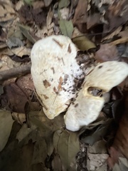 Lactifluus piperatus