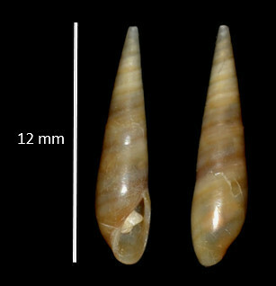 Representative image of Eulima