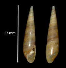 Eulima glabra