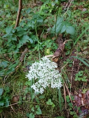 Heracleum austriacum