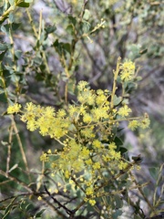 Acacia pravissima