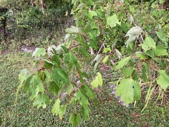 Acer rubrum