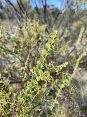 Acacia pravissima