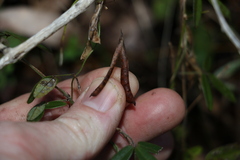 Glycine cyrtoloba